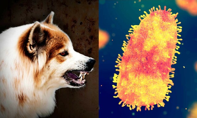 Dette er rabies